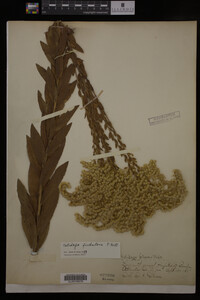 Solidago fistulosa image