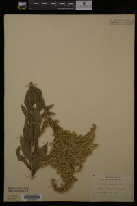 Solidago fistulosa image