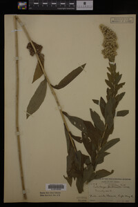 Solidago fistulosa image