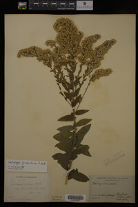 Solidago fistulosa image