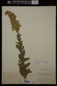 Solidago fistulosa image