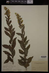 Solidago fistulosa image