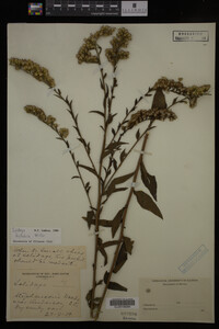 Solidago fistulosa image