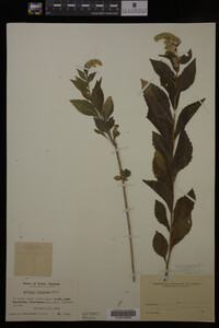 Solidago fistulosa image