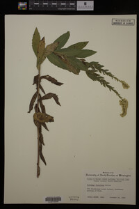 Solidago fistulosa image