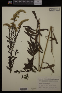 Solidago fistulosa image