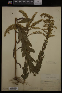Solidago fistulosa image