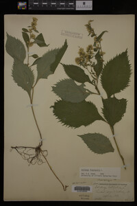 Solidago flexicaulis image