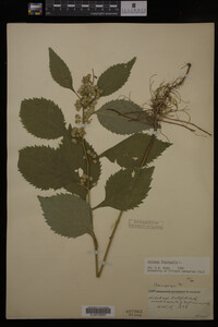 Solidago flexicaulis image