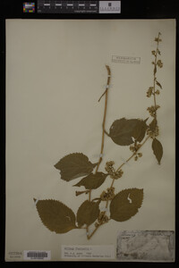 Solidago flexicaulis image