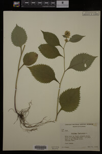 Solidago flexicaulis image