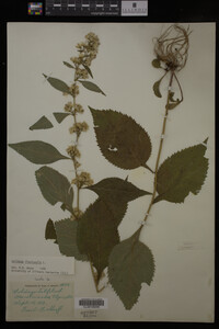 Solidago flexicaulis image