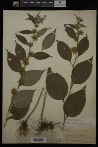 Solidago flexicaulis image