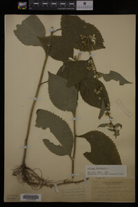 Solidago flexicaulis image