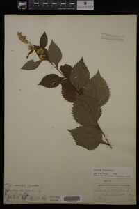 Solidago flexicaulis image