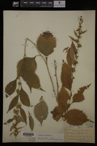 Solidago flexicaulis image