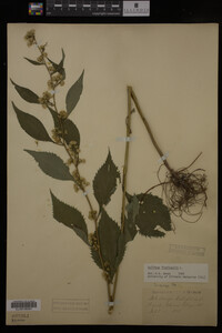 Solidago flexicaulis image