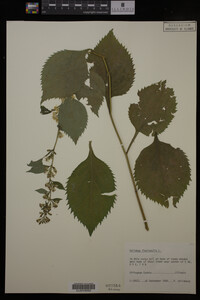 Solidago flexicaulis image