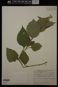 Solidago flexicaulis image