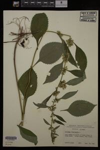 Solidago flexicaulis image