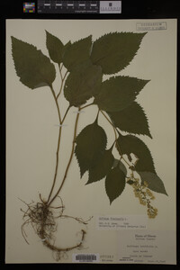 Solidago flexicaulis image