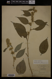 Solidago flexicaulis image