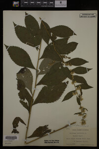Solidago flexicaulis image