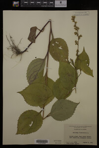 Solidago flexicaulis image