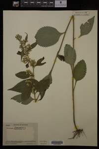 Solidago flexicaulis image