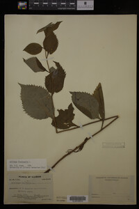 Solidago flexicaulis image
