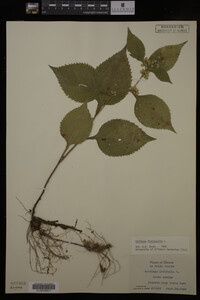 Solidago flexicaulis image