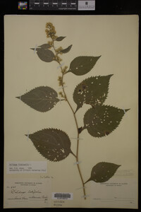 Solidago flexicaulis image
