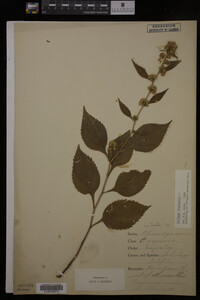 Solidago flexicaulis image