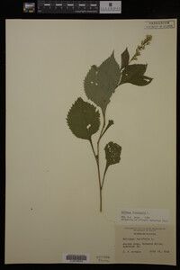 Solidago flexicaulis image