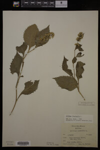 Solidago flexicaulis image