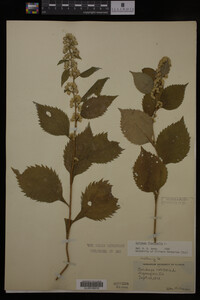 Image Associated With the Occurrence
