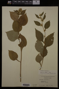 Solidago flexicaulis image