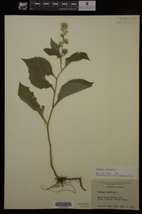 Image Associated With the Occurrence