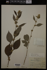 Solidago flexicaulis image