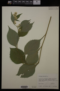 Solidago flexicaulis image