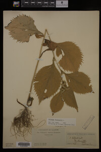 Solidago flexicaulis image