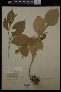 Solidago flexicaulis image