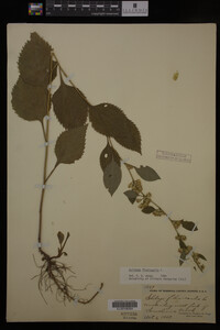 Solidago flexicaulis image