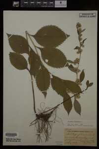Solidago flexicaulis image