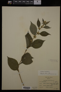 Solidago flexicaulis image