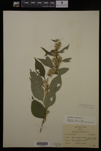 Solidago flexicaulis image
