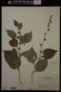 Solidago flexicaulis image