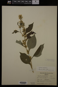 Solidago flexicaulis image