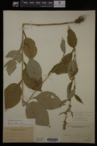 Solidago flexicaulis image
