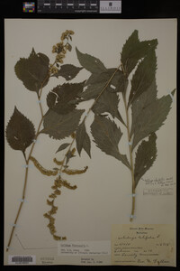 Solidago flexicaulis image